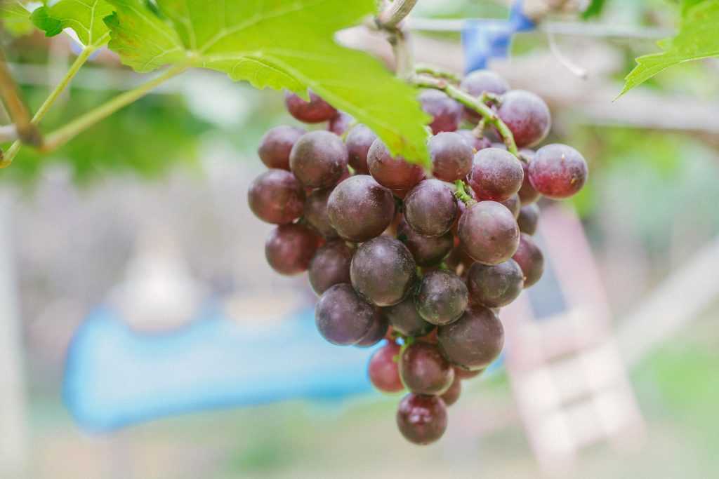 Урожайный и скороспелый виноград восторг черный