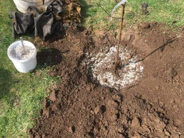 Какой состав почвы нужен для садовой голубики и как сделать его своими руками
