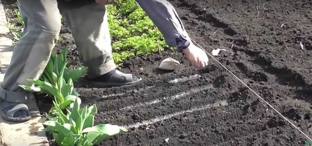 Как вырастить пастернак из семян: подготовка, способ посадки и тонкости ухода в открытом грунте