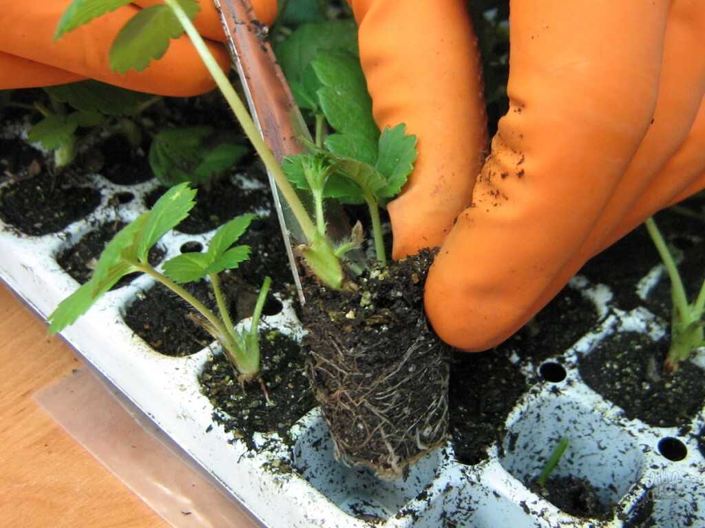Как выращивать клубнику - в домашних условиях, в открытом грунте, выбор почвы и уход