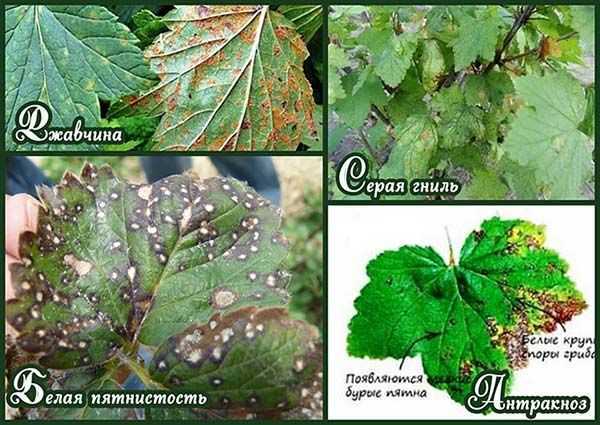 Болезни листьев смородины: описания с фото, лечение