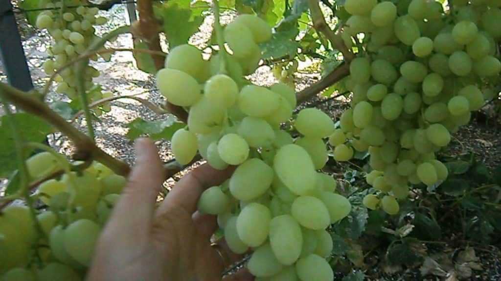 Виноград долгожданный: описание, фото, отличительные характеристики, особенности выращивания
