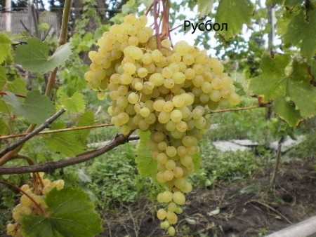 Виноград русбол (кишмиш мираж) описание сорта, выращивание и уход, отзывы и фото
