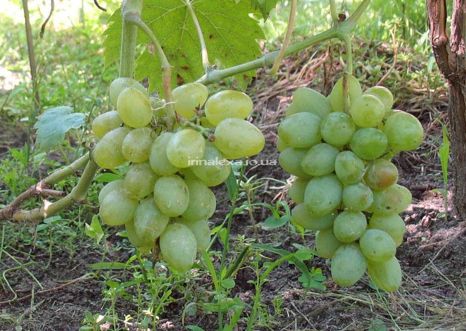 Сорт винограда тимур: описание, фото