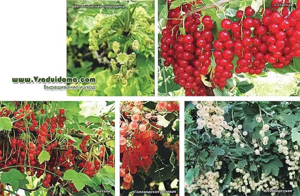 Сорта красной смородины: описание и характеристики, уход и выращивание