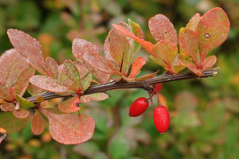 Лечебные свойства барбариса, применение в народной медицине ягод и корня растения