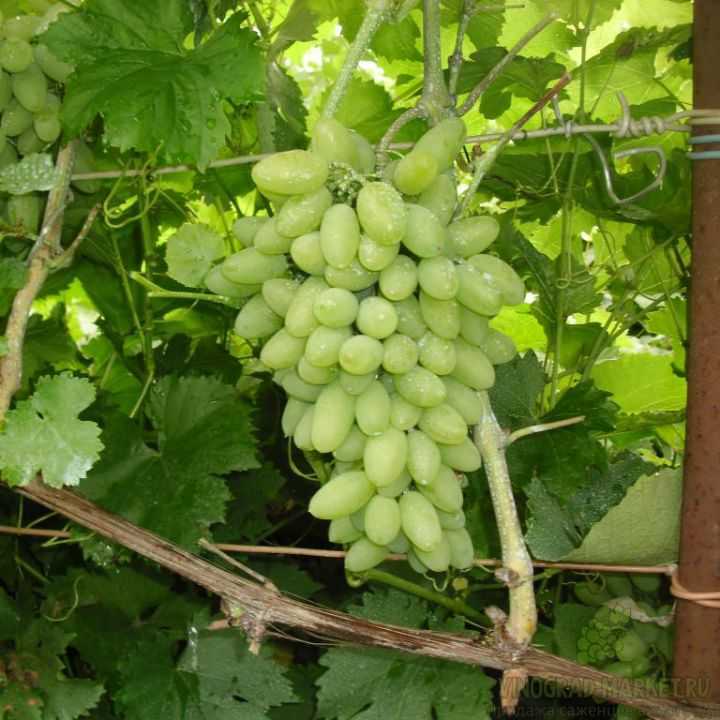 Сорт винограда «элегант»: описание, характеристика, выращивание (с фото)
