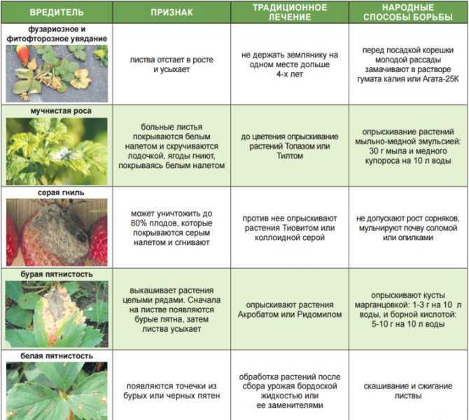Клубника дероял: описание и характеристики сорта садовой земляники, правила выращивания виктории и фото