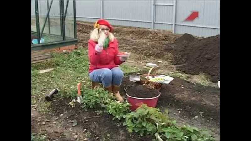 Как подготовить клубнику к зиме по всем правилам — подробная инструкция для садовода