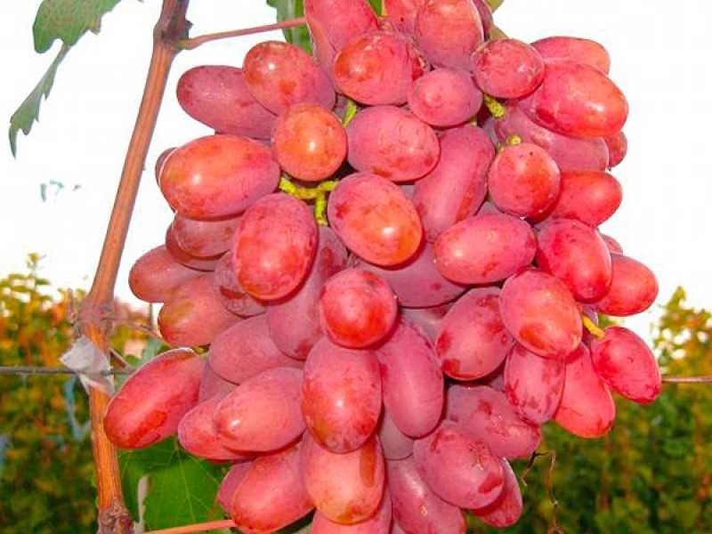 Описание винограда «преображение»
