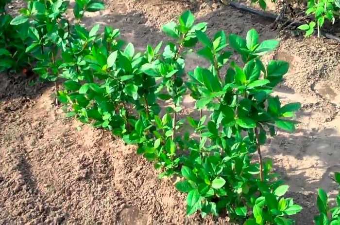 Выращивание и уход за черноплодной рябиной: посадка, обрезка, размножение: фото, видео инструкция