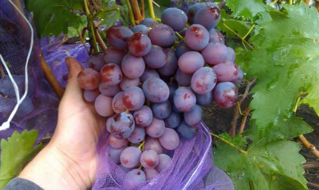 Советы по выращиванию и характеристики винограда сорта фуршетный