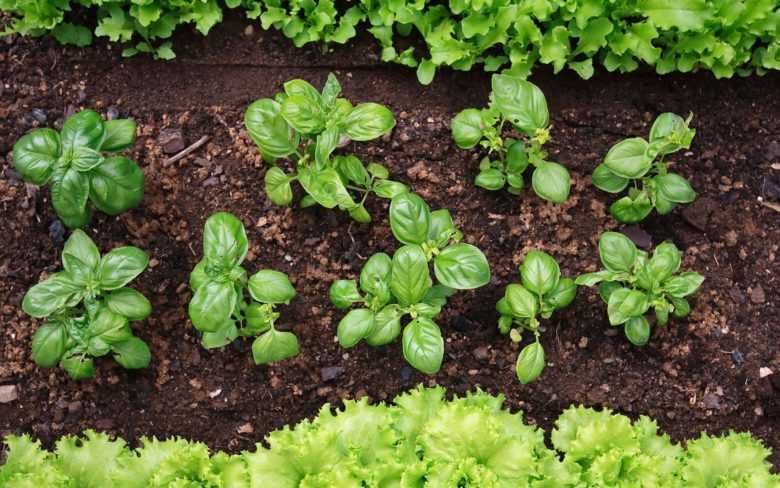 Как посадить мяту перечную в открытом грунте и ухаживать за ней: как выращивать