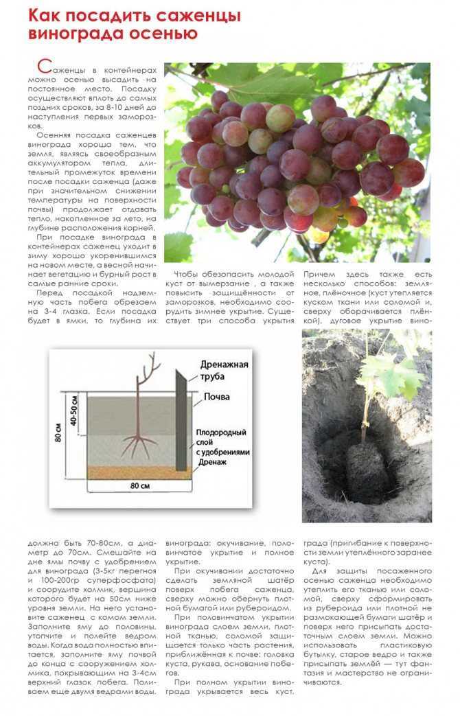 Виноград: посадка саженцев осенью в грунт, уход, выращивание +видео и фото