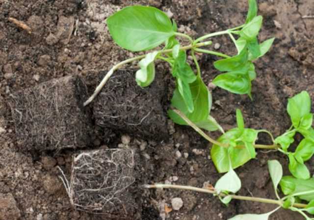 Базилик - выращивание из семян в открытом грунте