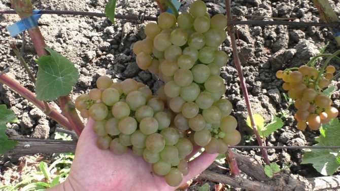 Выращивание винограда: 115 фото и видео советы новичкам по выращиванию виноградников
