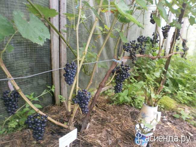 Секреты выращивания винограда «памяти домбковской»