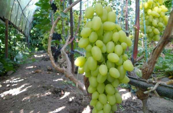 Виноград Долгожданный: описание сорта, фото, отзывы виноградарей. Рекомендации по выращиванию и уходу.