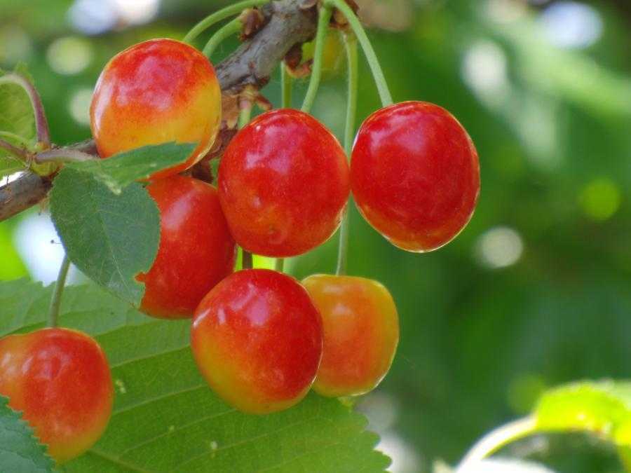 Краткое описание 80 сортов вишни, ранние, среднеспелые и поздние, крупные, сладкие плоды и гибриды. Сорта для разных климатических зон. Как выбрать вишню.