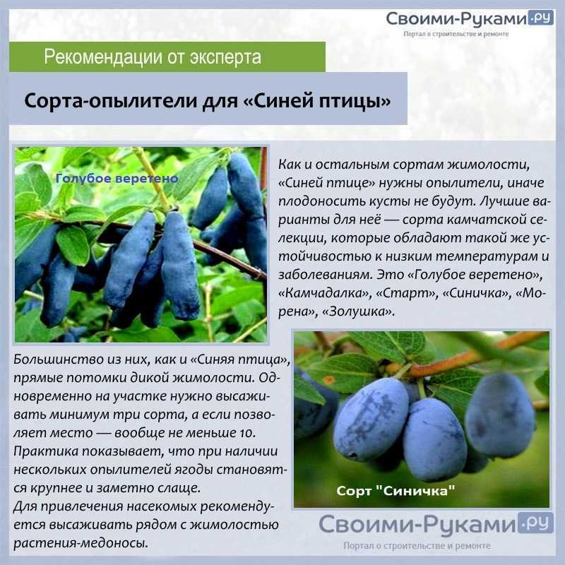 Жимолость для выращивания в сибири: описание сортов, рекомендации по посадке и правила по уходу