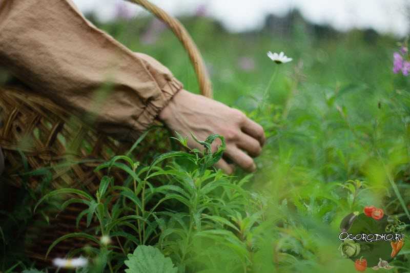 Сбор лекарственных растений: правила заготовки сырья и сроки, когда лучше собирать травы по лунному календарю