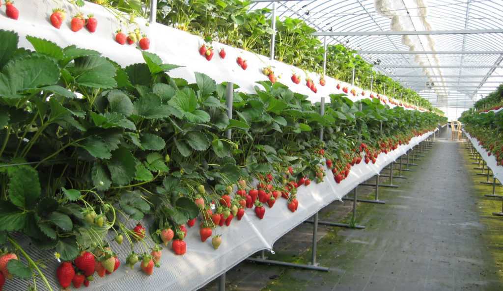 Голландская технология выращивания клубники круглый год: способы