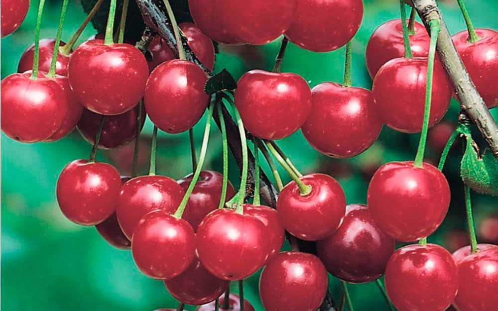 Сорта вишни для урала и сибири: описание и фото. ранние и среднеспелые