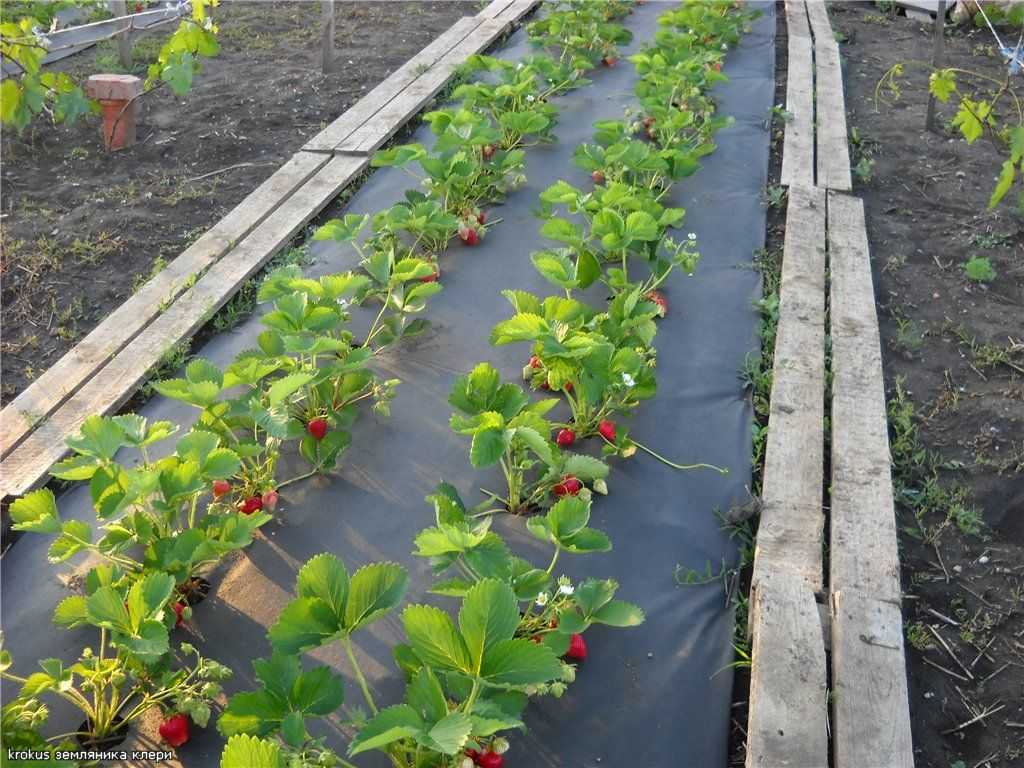 Высокие грядки для клубники: особенности финской технологии выращивания