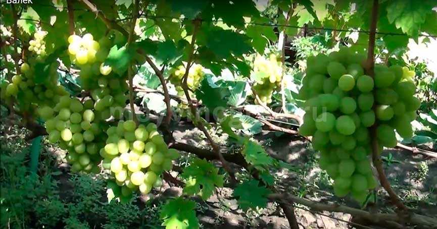 Виноград валек: описание сорта