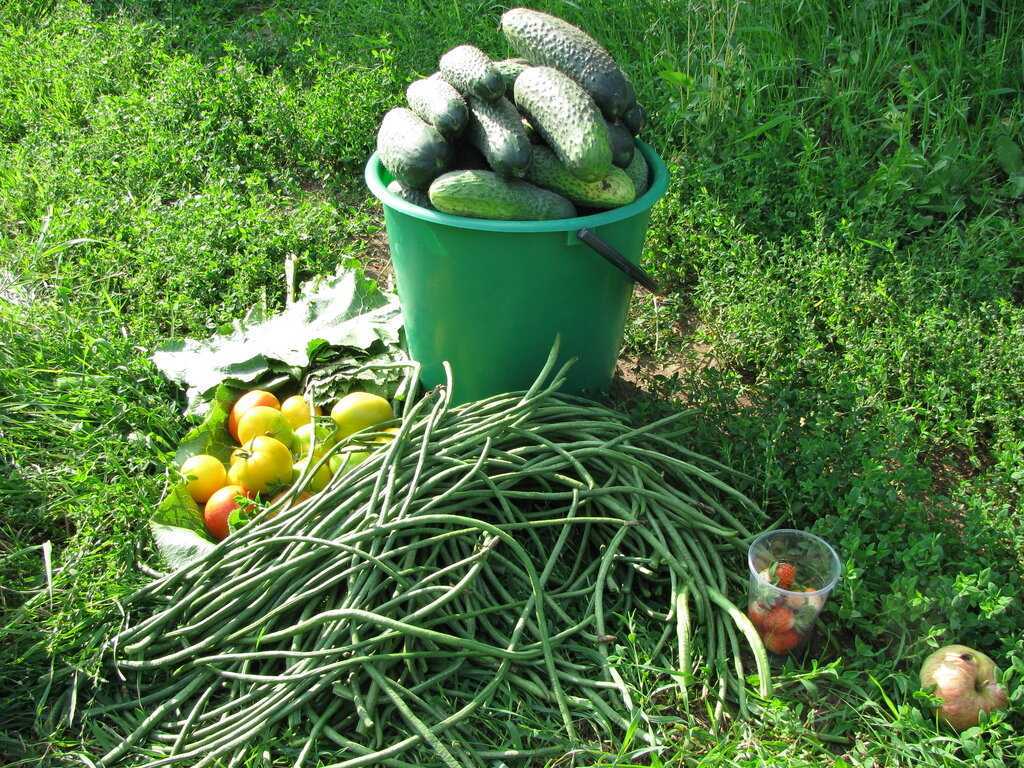 Укроп аврора: что представляет собой сорт, как правильно выращивать зелень, сроки сбора урожая и отзывы об укропе