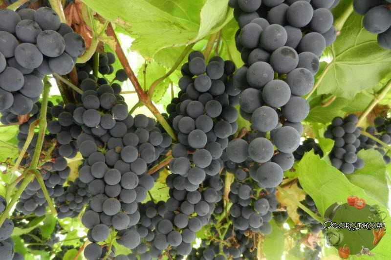 Виноград лидия: происхождение, описание сорта, уход и выращивание