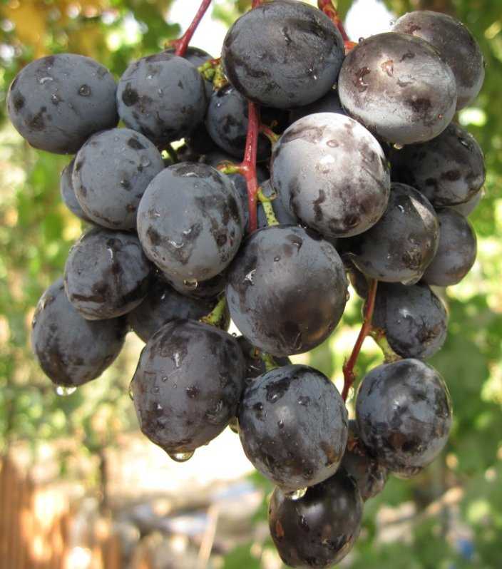 Виноград фурор: как вырастить сорт на даче + описание, фото, отзывы