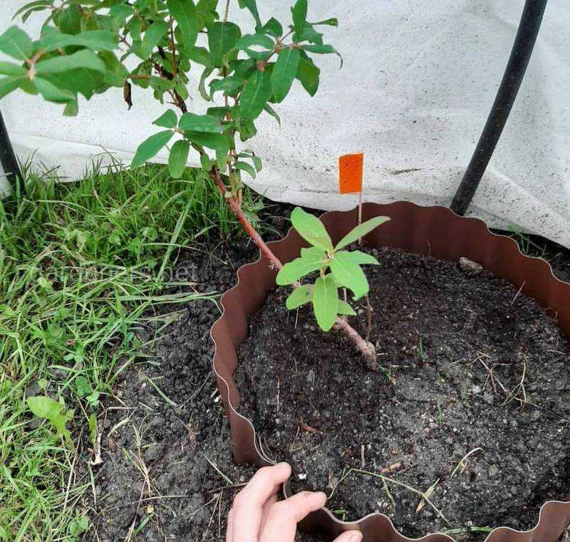 Как посадить жимолость весной саженцами: пошаговая инструкция
