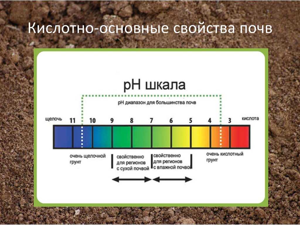 Глинистая почва на участке: что делать, чтобы улучшить ее? кислая или щелочная? как сделать ее плодородной и рыхлой удобрениями?