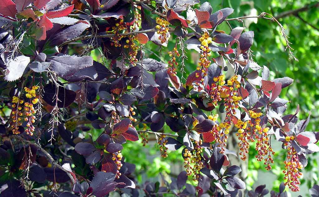 Разновидности и сорта барбариса (55 фото): описание амурского, видов желтого и декоративного, черного и красного кустарника