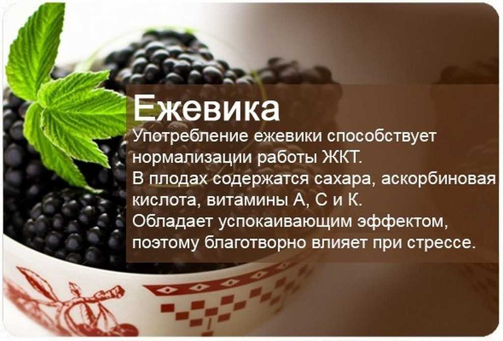 Целебная ягода ежевика: польза и вред для здоровья человека