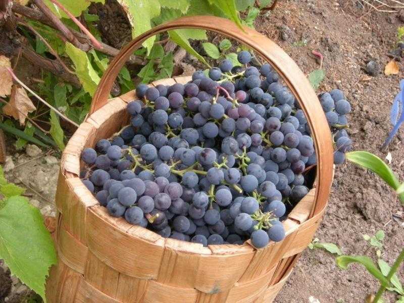 Все основные болезни винограда: профилактика и их лечение