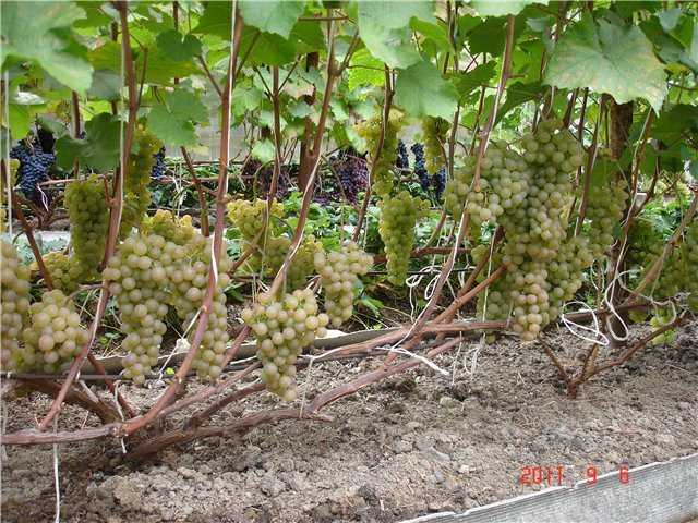 Виноград платовский: описание сорта, руководство по выращиванию