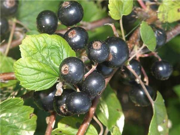 Смородина черная пигмей: отзывы, фото, описание сорта, выращивание, посадка и уход