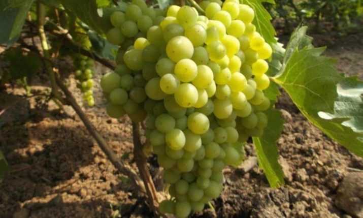 Виноград русбол улучшенный: описание сорта, характеристики, особенности