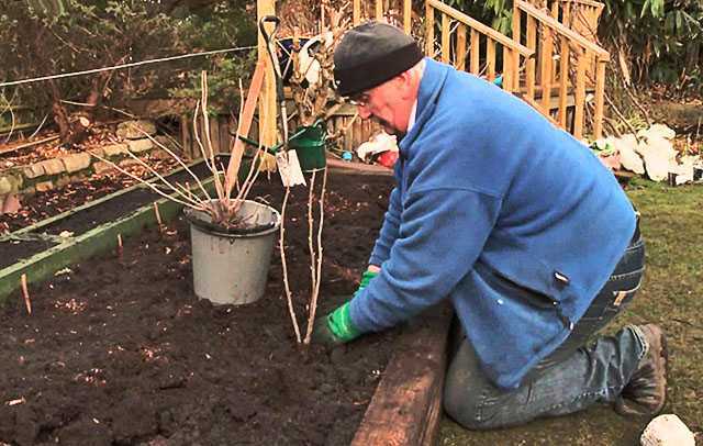 Как ухаживать за ежевикой весной: советы бывалых садоводов