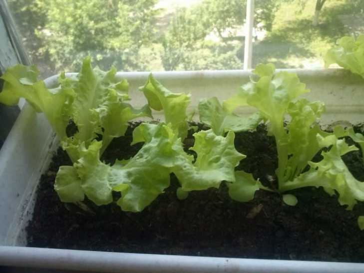 Выращивание салата из семян в домашних условиях