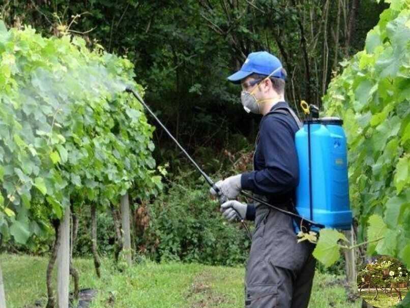 Обработка винограда осенью перед укрытием на зиму: осеннее опрыскивание от болезней и вредителей, чем и как лучше обработать